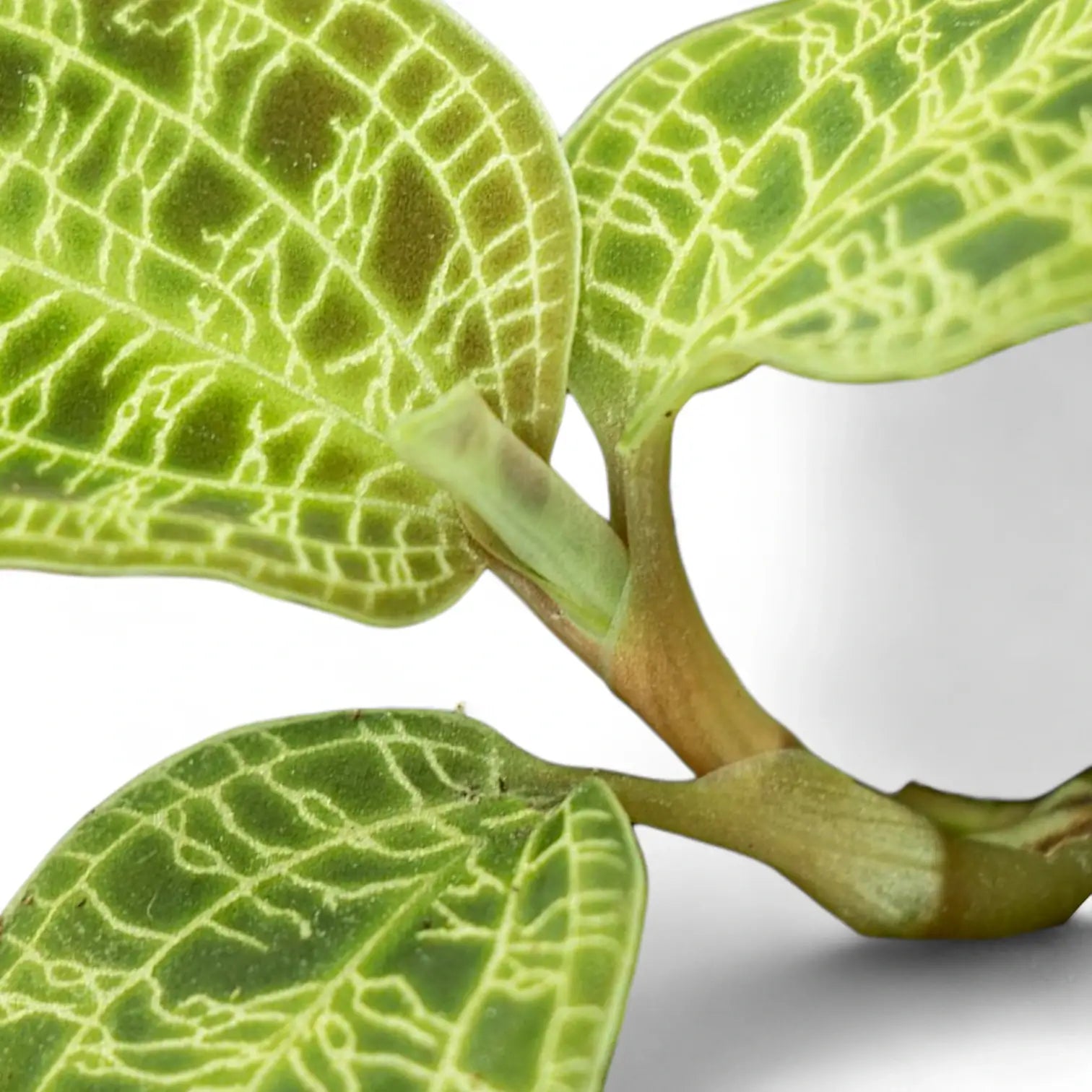 Macodes petola potted houseplant in nursery pot on white background, product photo 6.