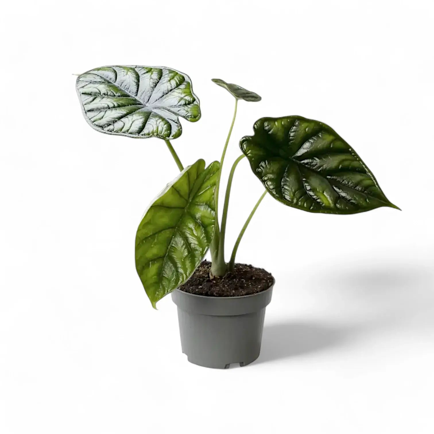 Alocasia baginda 'Dragon scale' potted houseplant in nursery pot on white background, product photo 8.