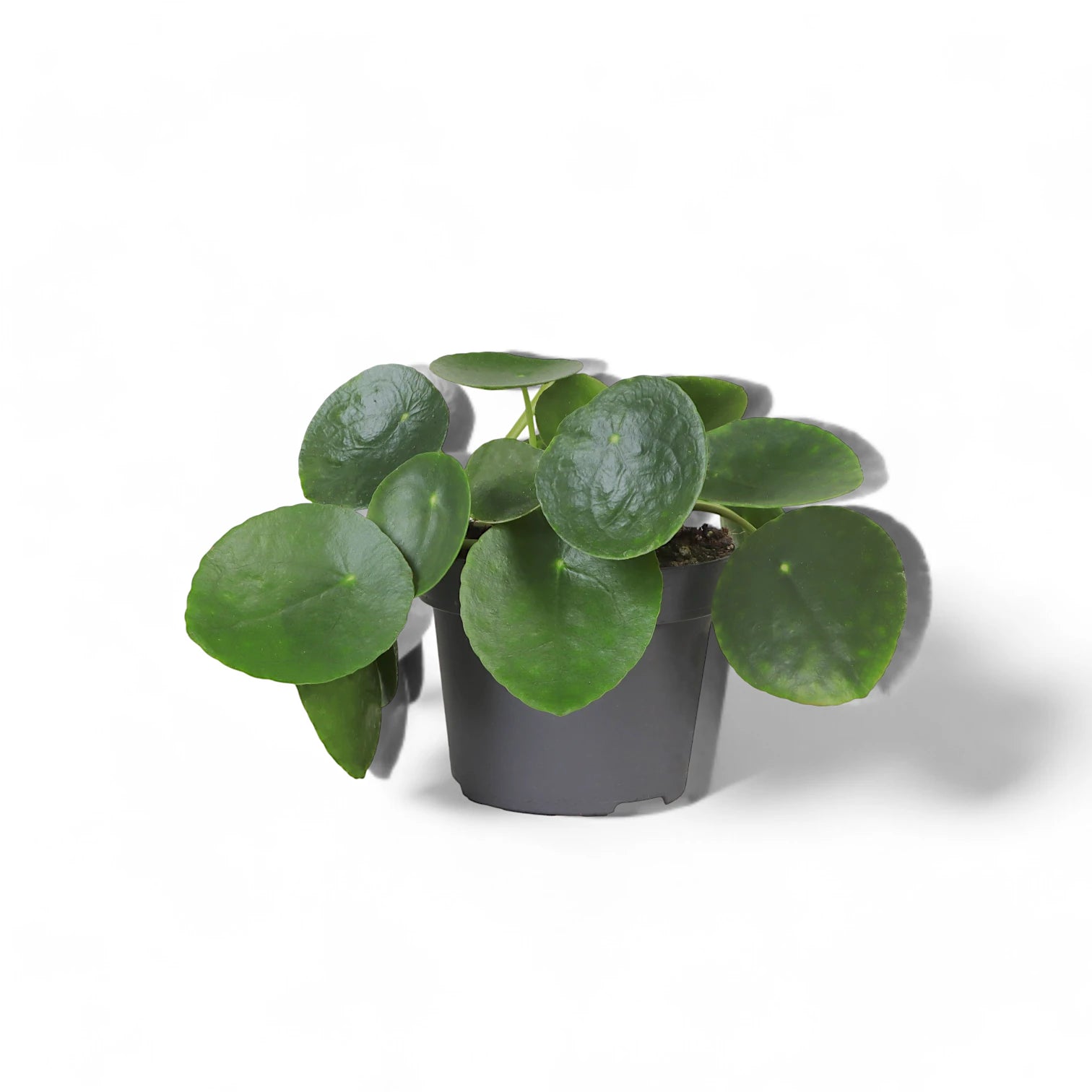 Pilea peperomioides – Topfpflanze im Kulturtopf vor weißem Hintergrund, Produktfoto 6.