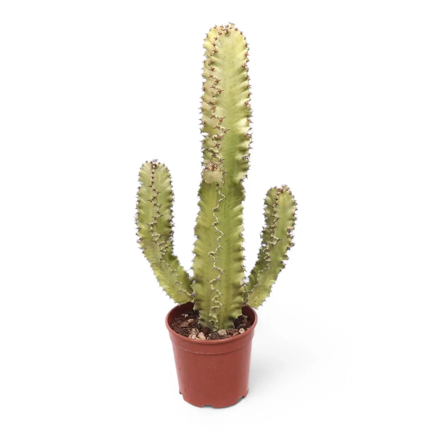 Euphorbia abyssinica var. erythraeae variegata potted houseplant in nursery pot on white background, product photo 3.