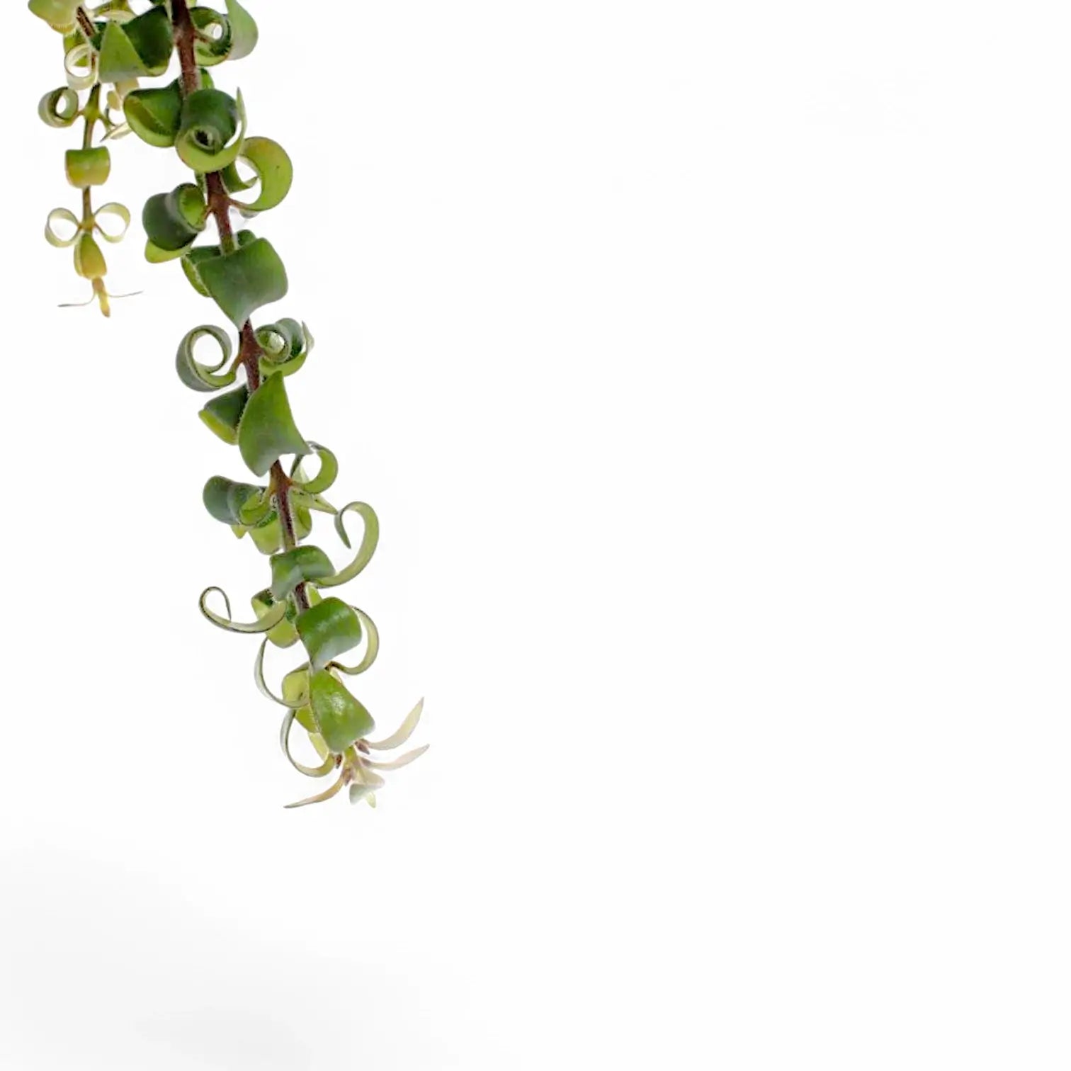 Nahaufnahme eines Blatts von Aeschynanthus 'Swing' vor weiĂźem Hintergrund.