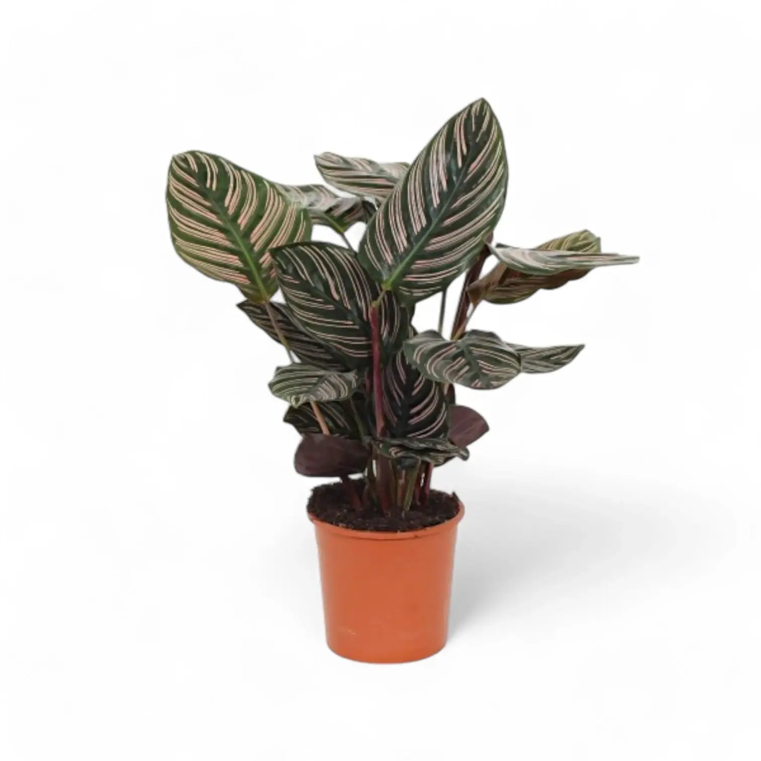 Goeppertia (Calathea) ornata – Topfpflanze im Kulturtopf vor weißem Hintergrund, Produktfoto 3.