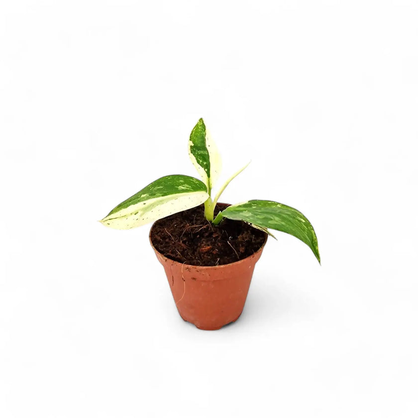Philodendron 'Jose Buono' potted houseplant in nursery pot on white background, product photo 3.