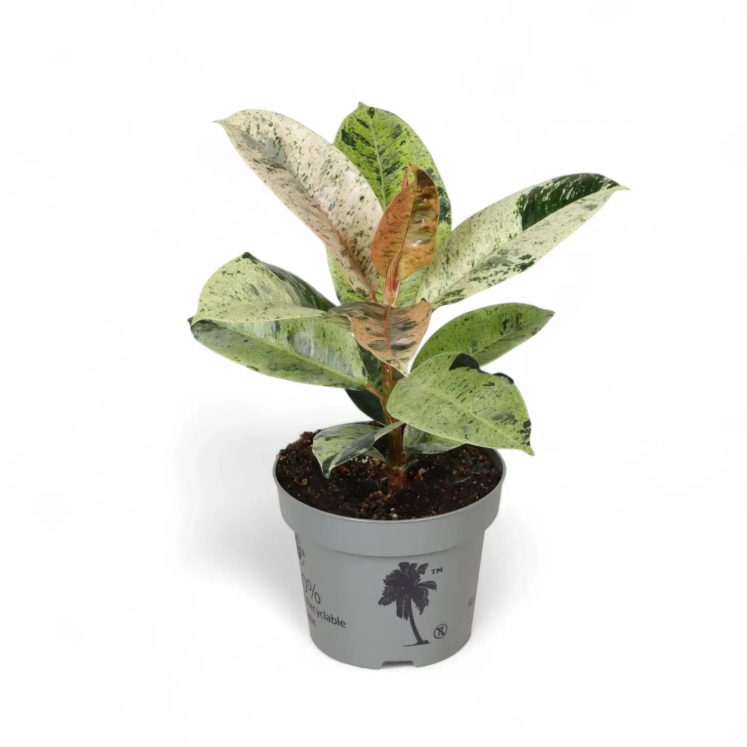 Ficus elastica 'Shivereana Moonshine' – Topfpflanze im Kulturtopf vor weißem Hintergrund, Produktfoto 7.