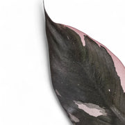 Philodendron 'Burgundy princess' leaf close-up on white background.