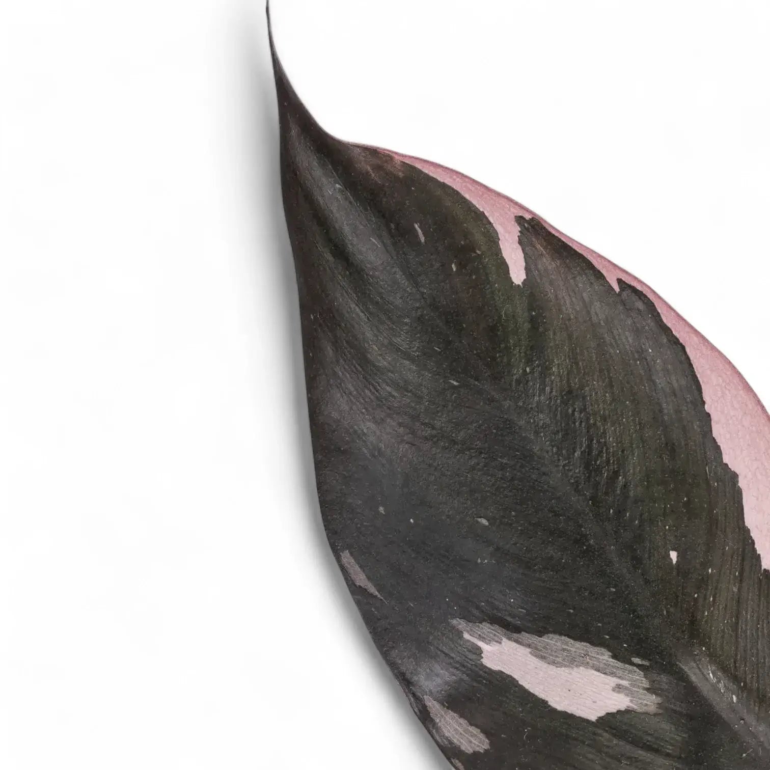 Nahaufnahme eines Blatts von Philodendron 'Burgundy princess' vor weiĂźem Hintergrund.