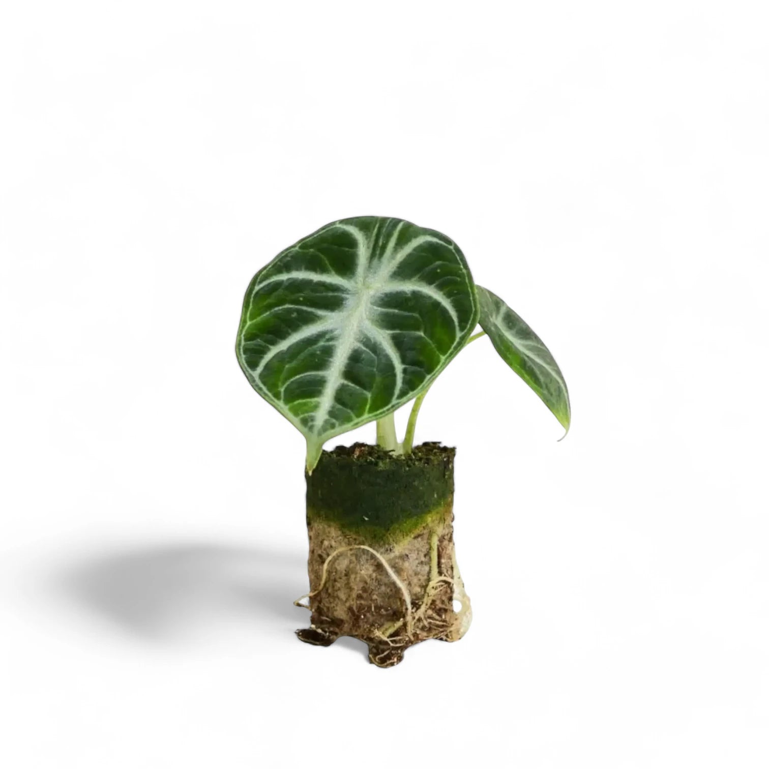 Alocasia reginula 'Ninja' – Topfpflanze im Kulturtopf vor weißem Hintergrund, Produktfoto 4.