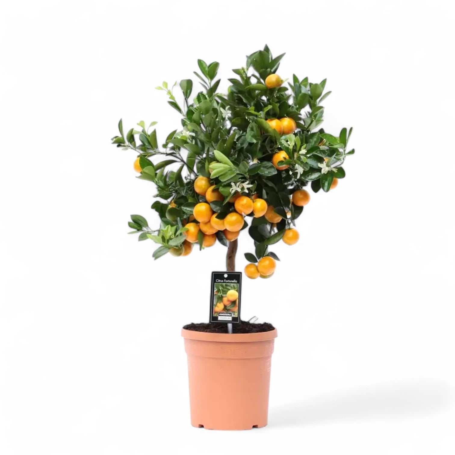 Citrus Ă— microcarpa 'Calamondin' potted houseplant in nursery pot on white background, product photo 5.