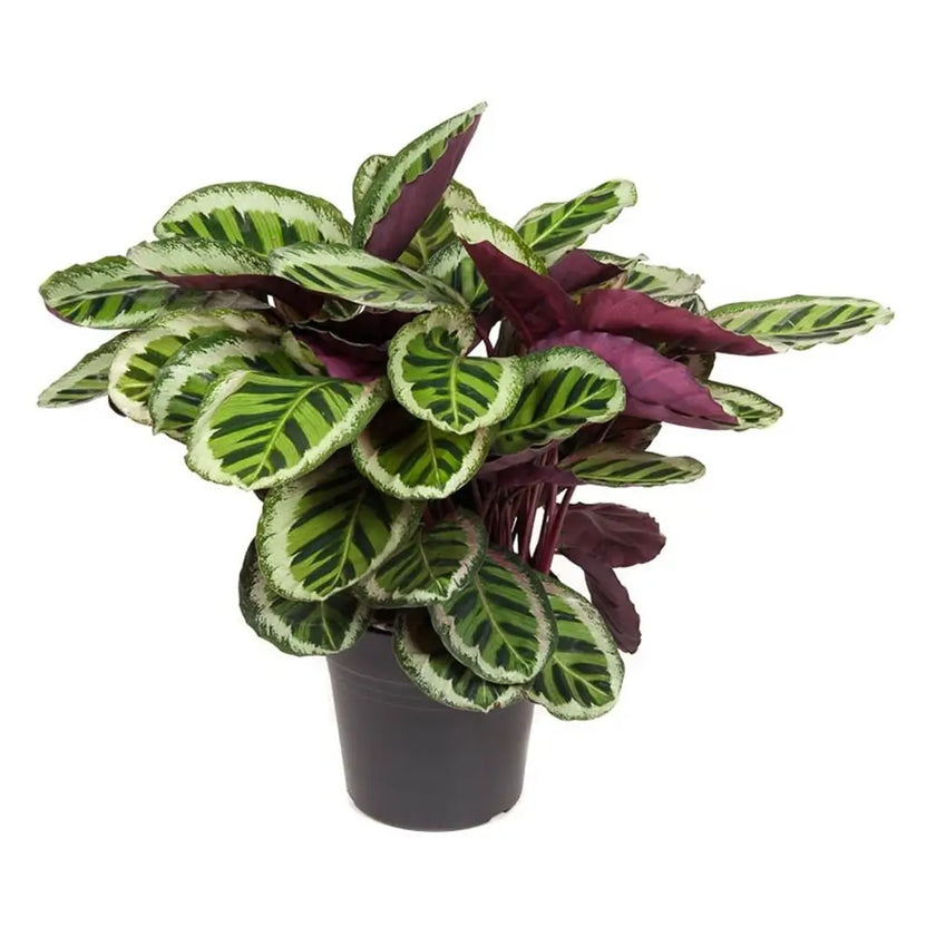 Goeppertia (Calathea) roseopicta 'Angela' potted houseplant in nursery pot on white background, product photo 2.