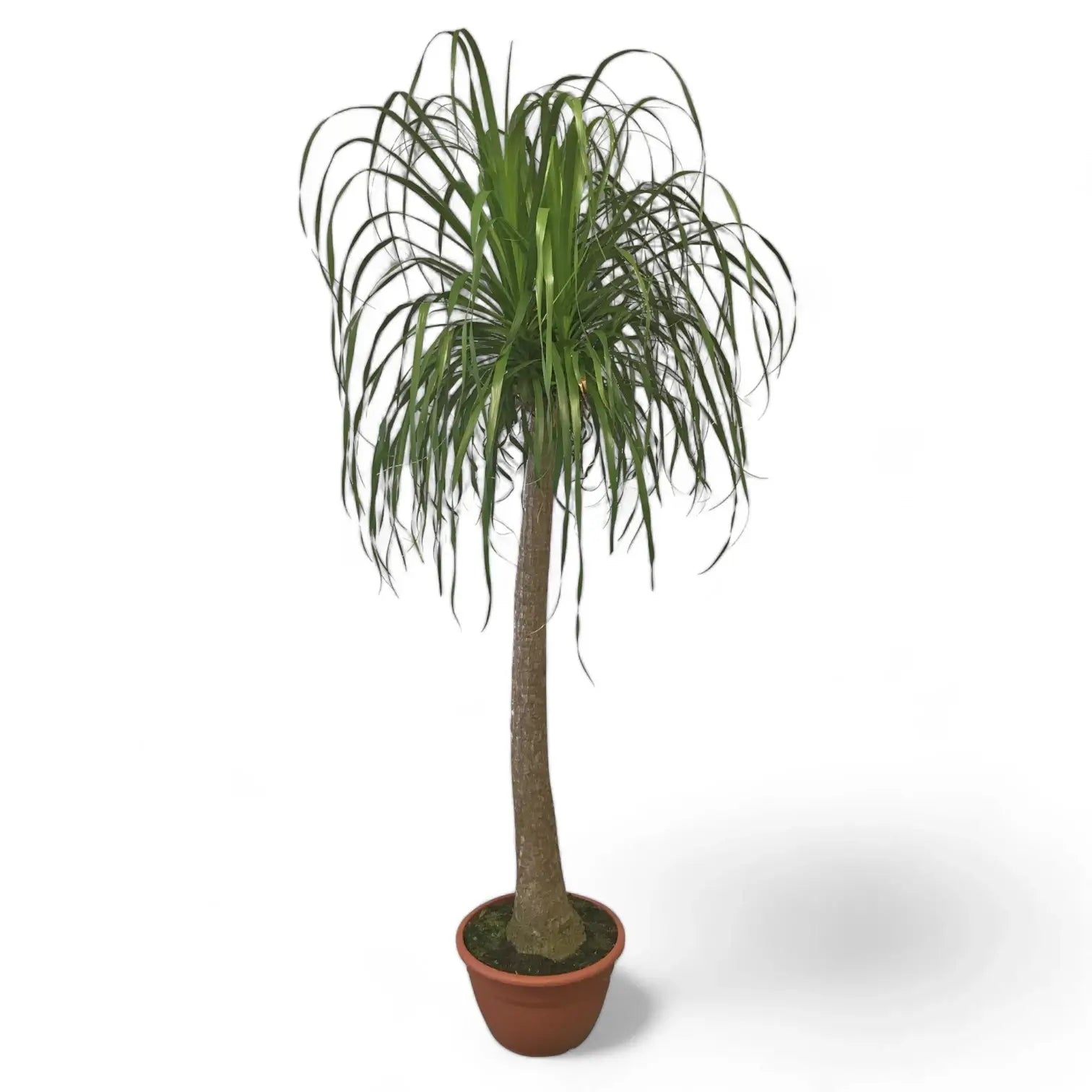 Beaucarnea recurvata – Zimmerpflanze im Kulturtopf auf weißem Hintergrund, Produktfoto 14.