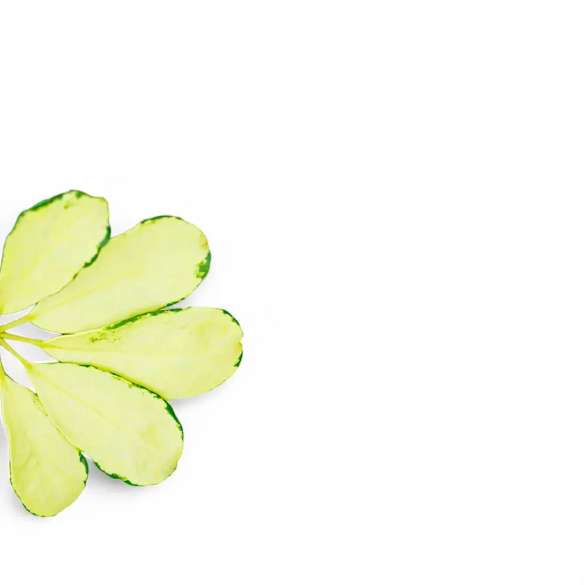 Nahaufnahme eines Blatts von Heptapleurum arboricola 'Melanie' vor weiĂem Hintergrund.