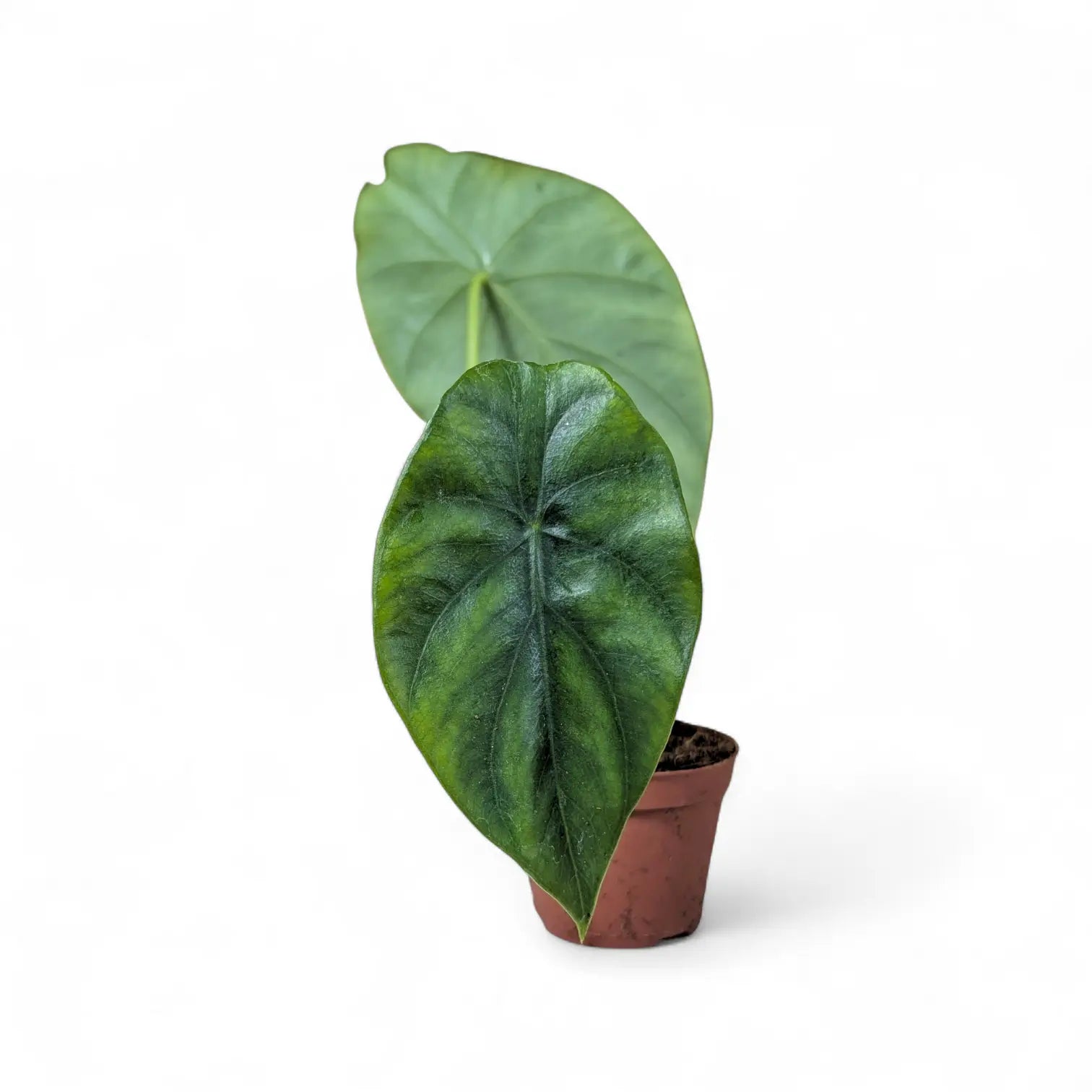 Alocasia clypeolata 'Green shield' potted houseplant in nursery pot on white background, product photo 3.