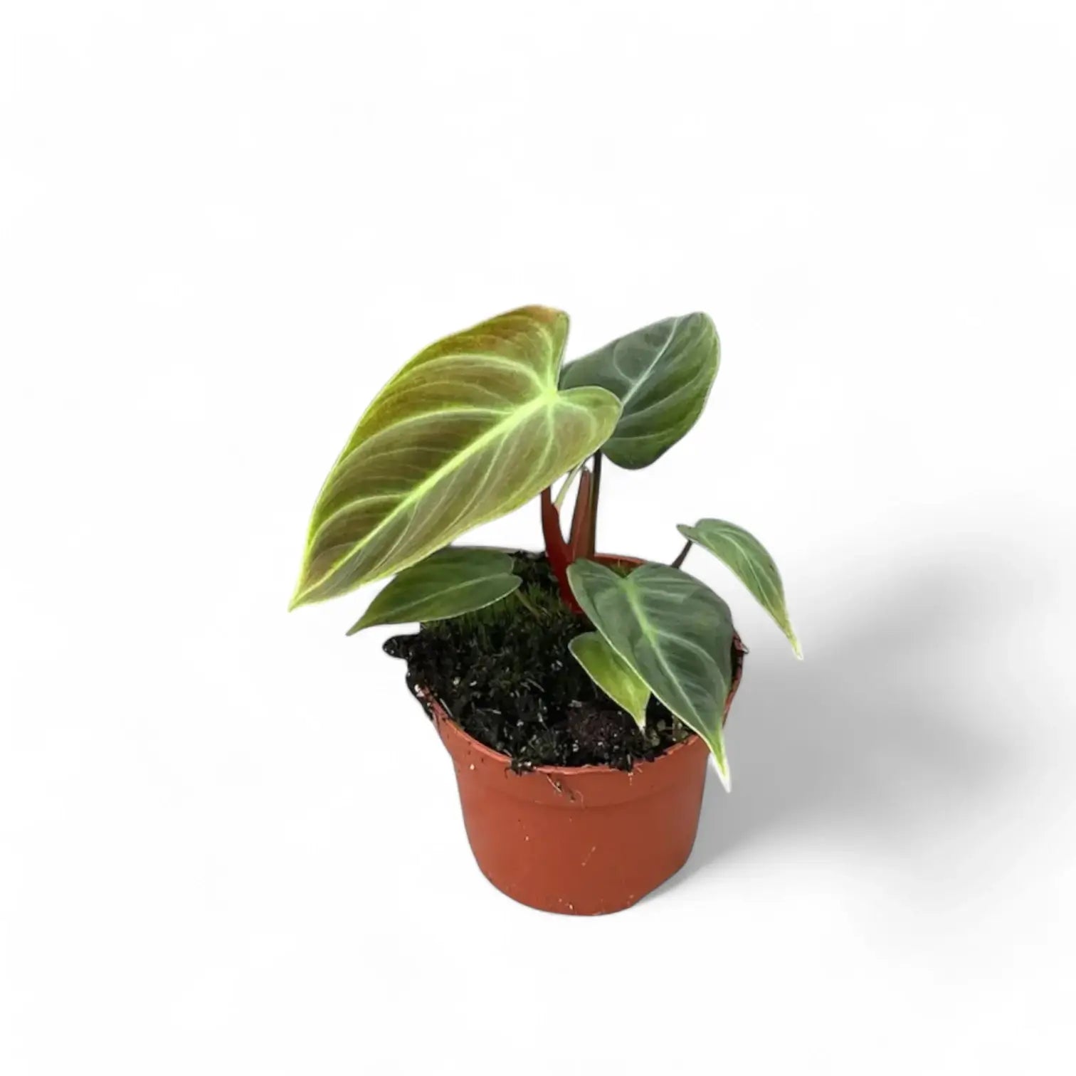Philodendron 'El Choco red' (Philodendron rubrijuvenile) – Zimmerpflanze im Kulturtopf auf weißem Hintergrund, Produktfoto 5.