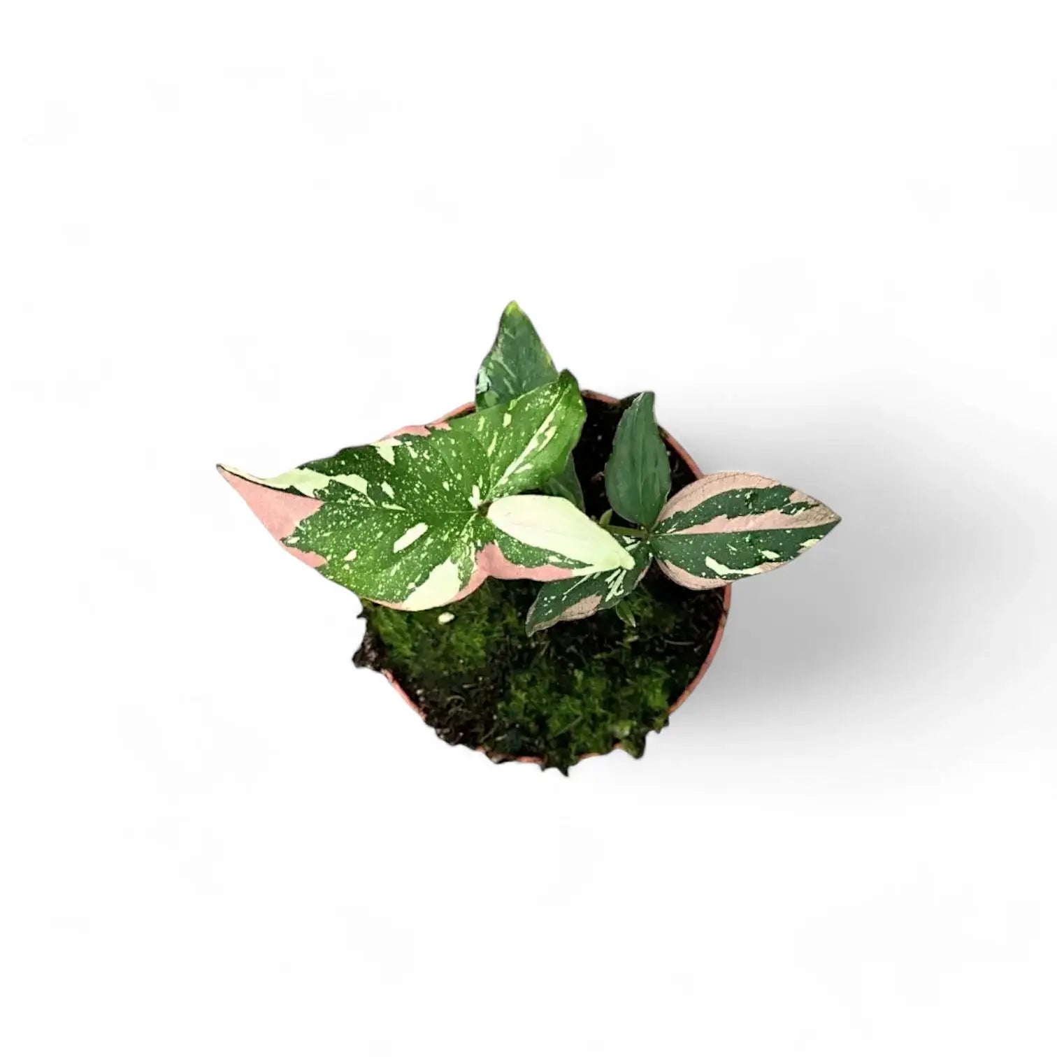 Syngonium podophyllum 'Red spot tricolor' potted houseplant in nursery pot on white background, product photo 5.