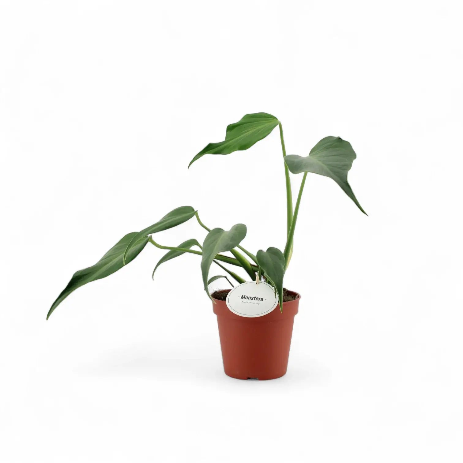 Monstera 'Burle Marx's Flame' potted houseplant in nursery pot on white background, product photo 5.