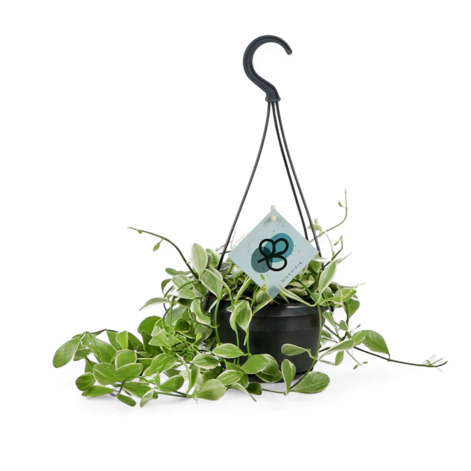 Dischidia oiantha variegata potted houseplant in nursery pot on white background, product photo 4.