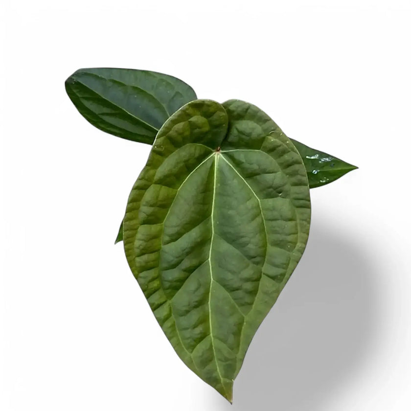 Anthurium crystallinum x luxurians potted houseplant in nursery pot on white background, product photo 2.