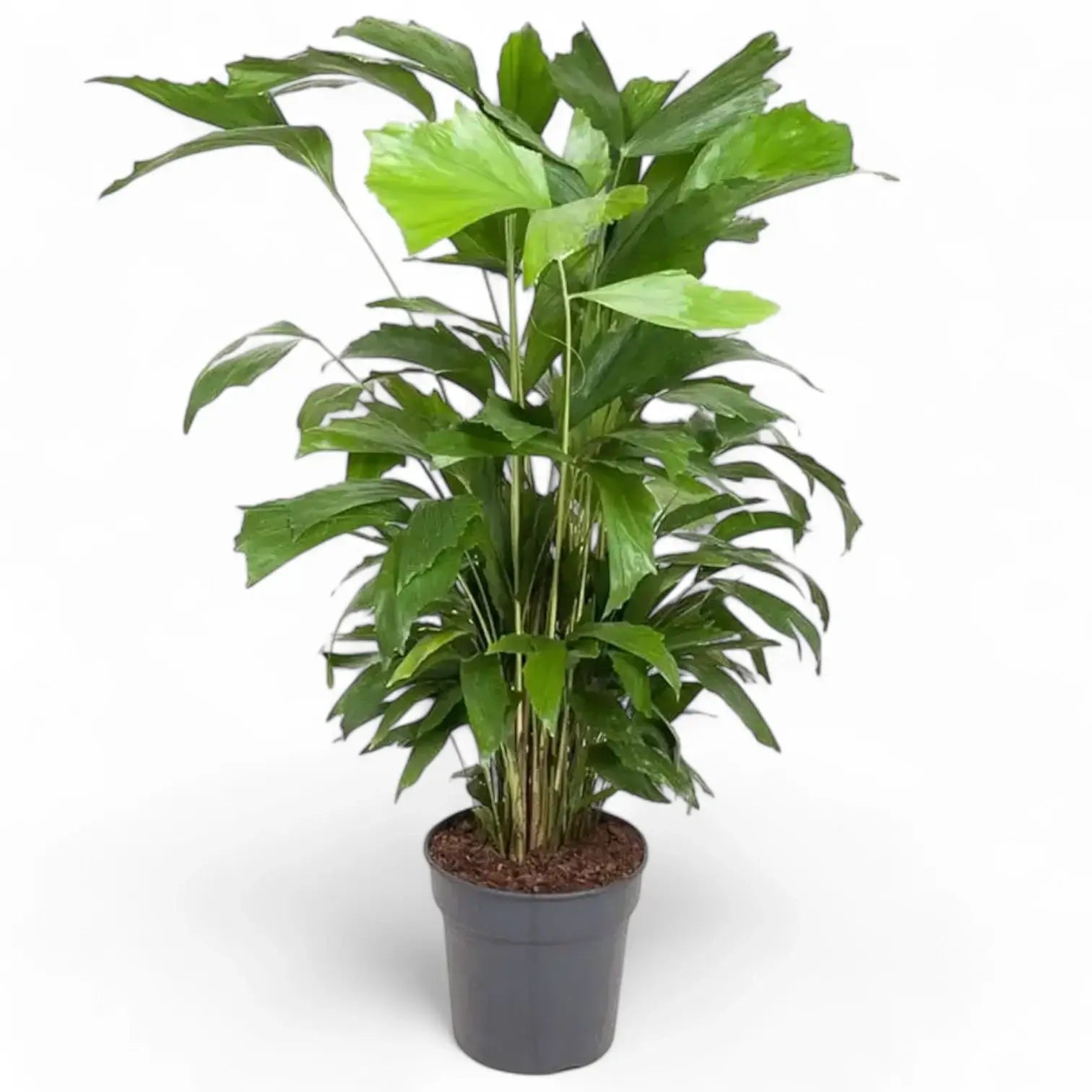 Caryota mitis – Zimmerpflanze im Kulturtopf auf weißem Hintergrund, Produktfoto 6.