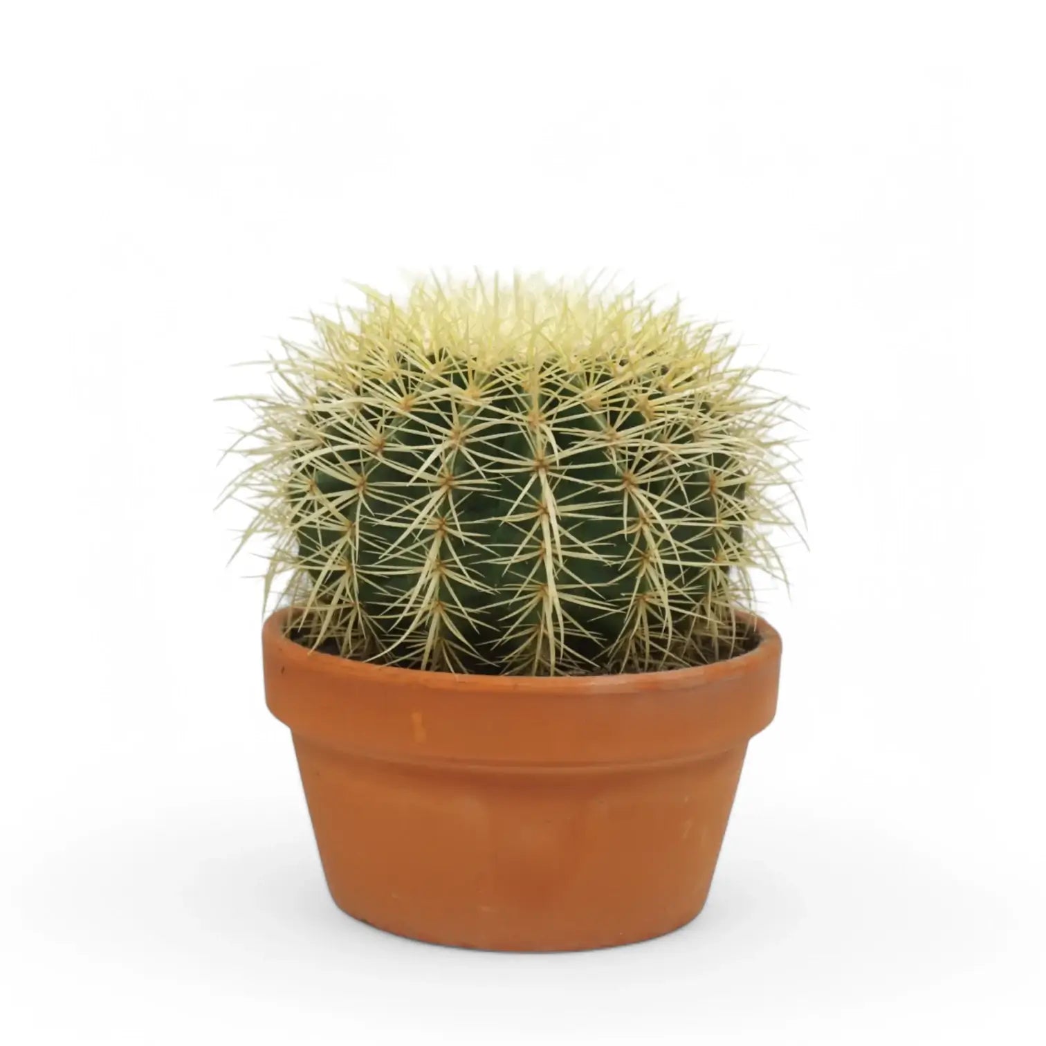 Kroenleinia grusonii – Topfpflanze im Kulturtopf vor weißem Hintergrund, Produktfoto 3.