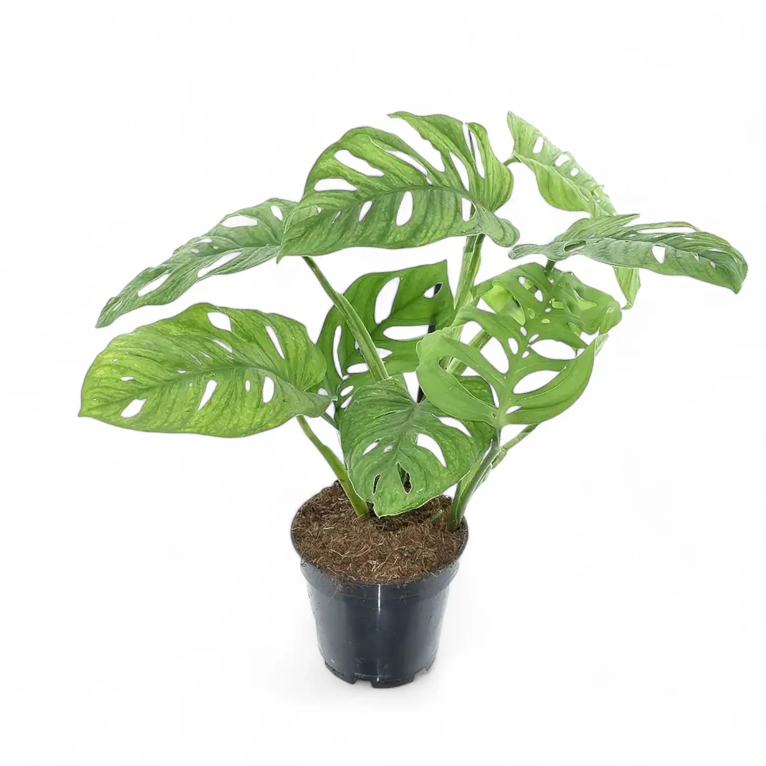 Monstera 'Esqueleto' – Zimmerpflanze im Kulturtopf auf weißem Hintergrund, Produktfoto 8.