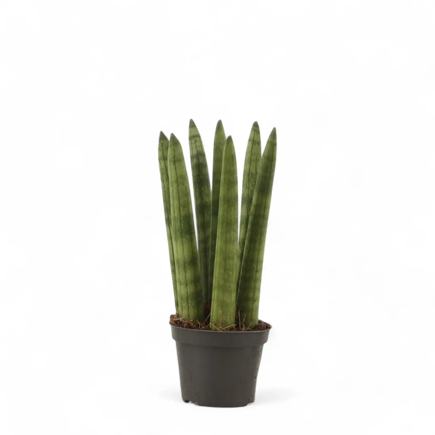 Dracaena angolensis (Sansevieria cylindrica) potted houseplant in nursery pot on white background, product photo 2.