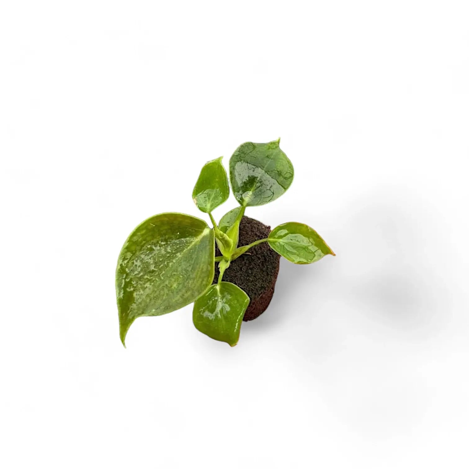 Philodendron cf lupinum (Philodendron vanninii Croat ined.) – Topfpflanze im Kulturtopf vor weißem Hintergrund, Produktfoto 3.