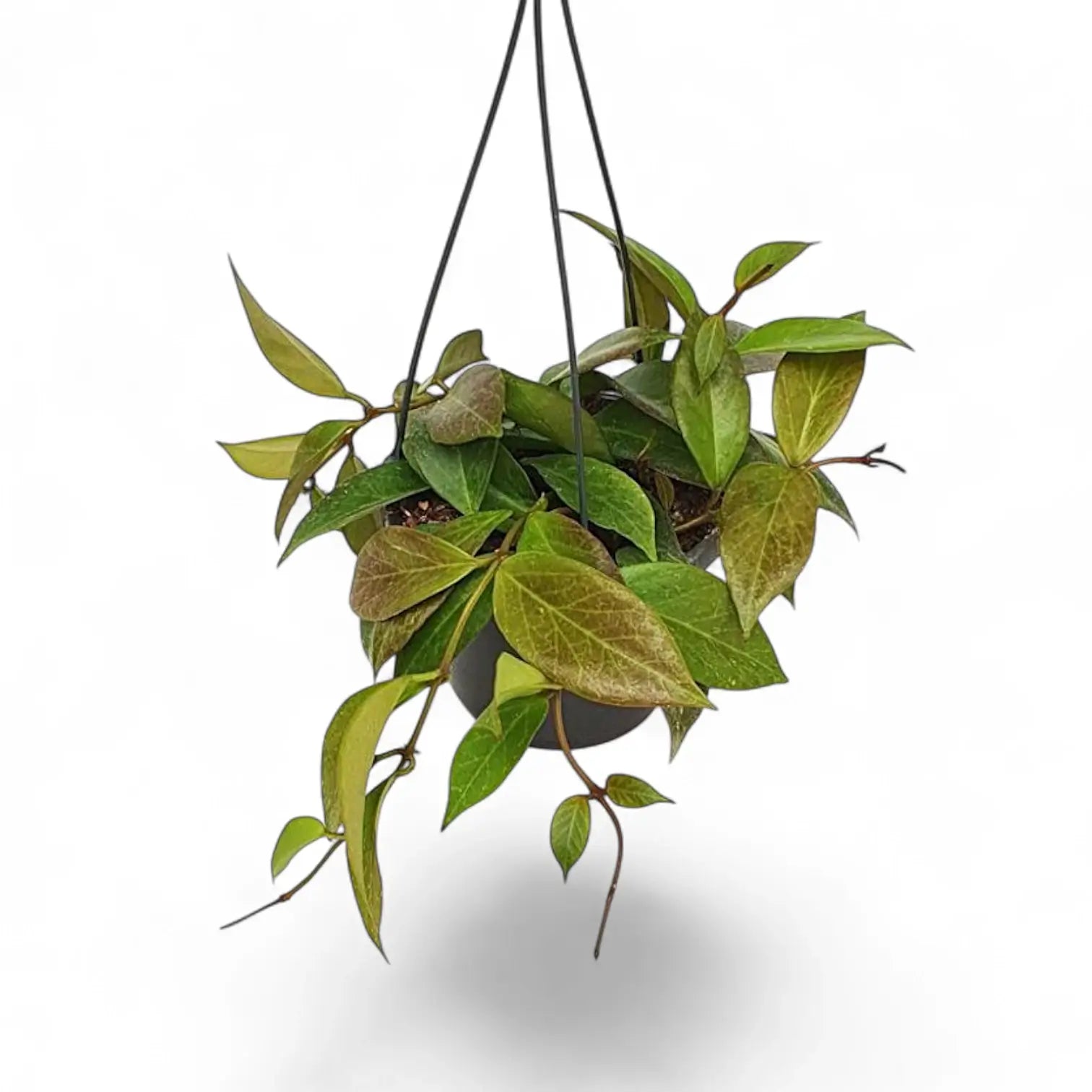 Hoya 'Sunrise' – Zimmerpflanze im Kulturtopf auf weißem Hintergrund, Produktfoto 5.