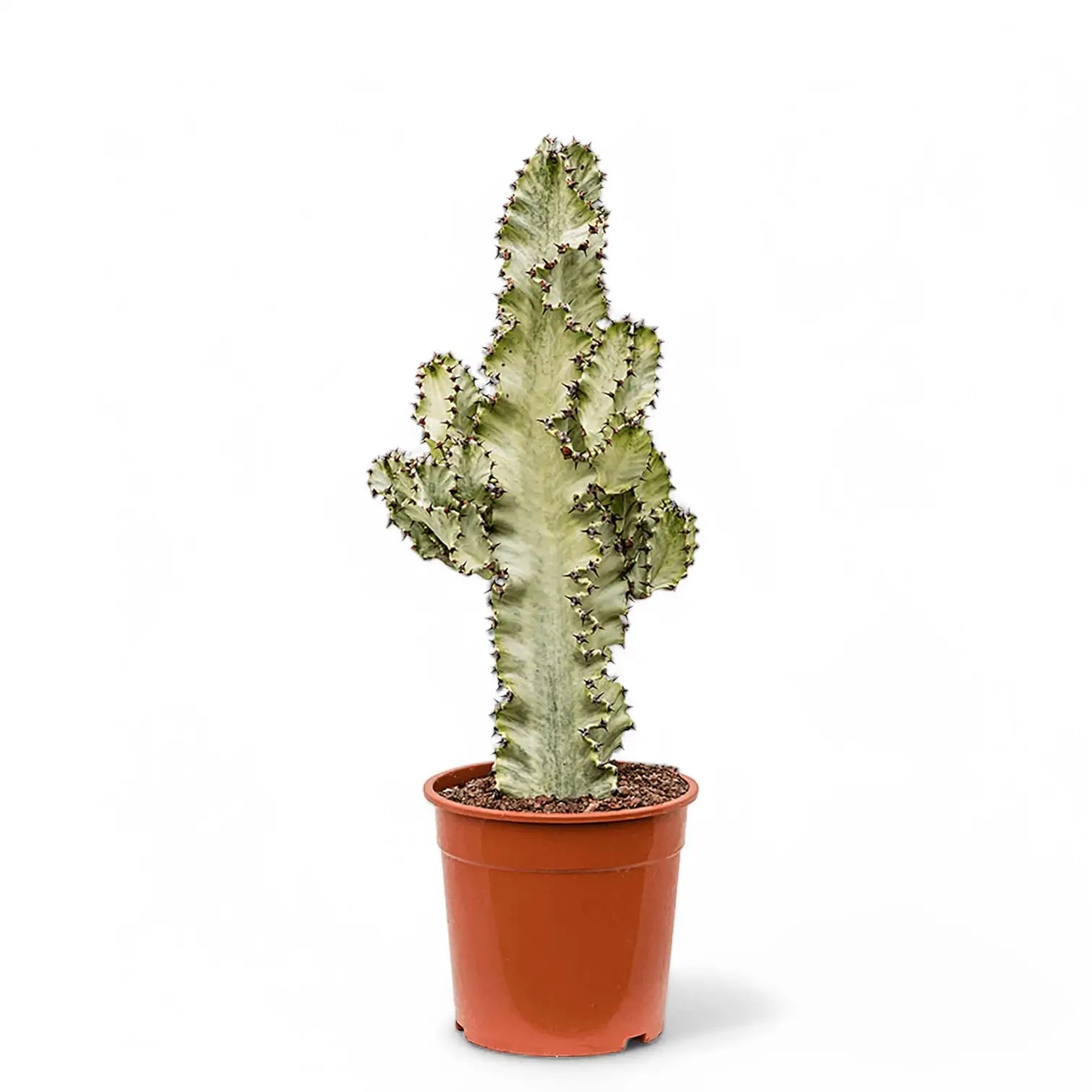 Euphorbia ingens 'Marmorata' potted houseplant in nursery pot on white background, product photo 4.
