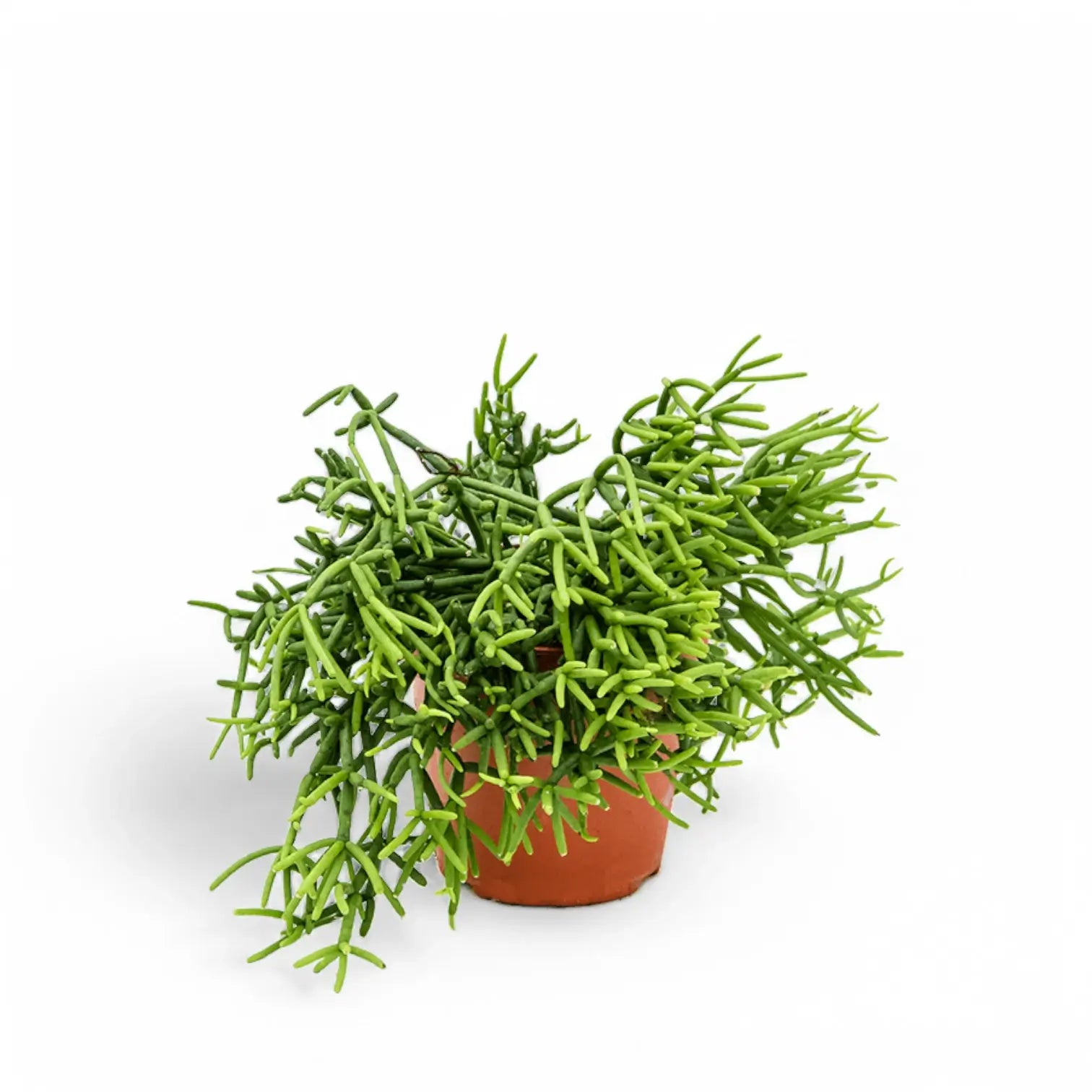 Rhipsalis teres f. heteroclada potted houseplant in nursery pot on white background, product photo 2.