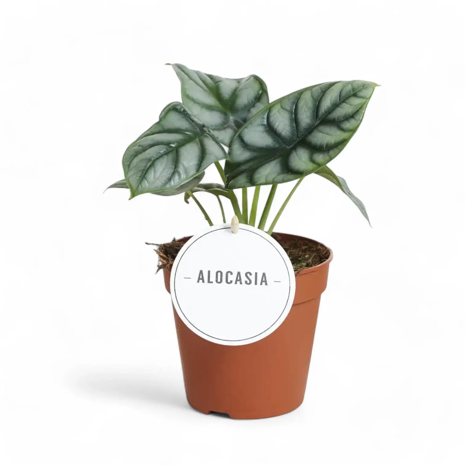Alocasia baginda 'Silver dragon' potted houseplant in nursery pot on white background, product photo 13.