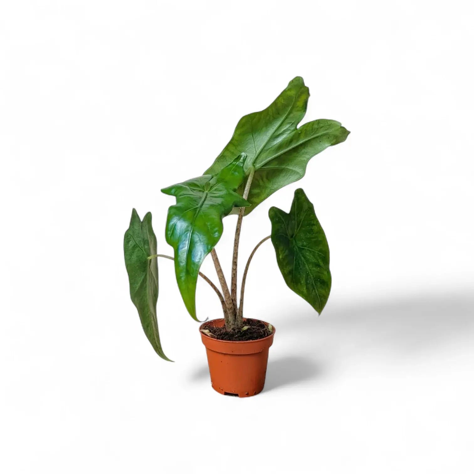 Alocasia nycteris 'Batwing' – Topfpflanze im Kulturtopf vor weißem Hintergrund, Produktfoto 7.