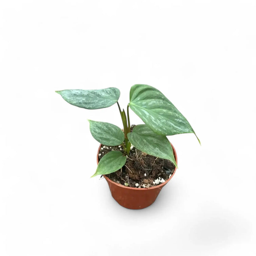Philodendron 'Majestic' (verrucosum x sodiroi) potted houseplant in nursery pot on white background, product photo 3.
