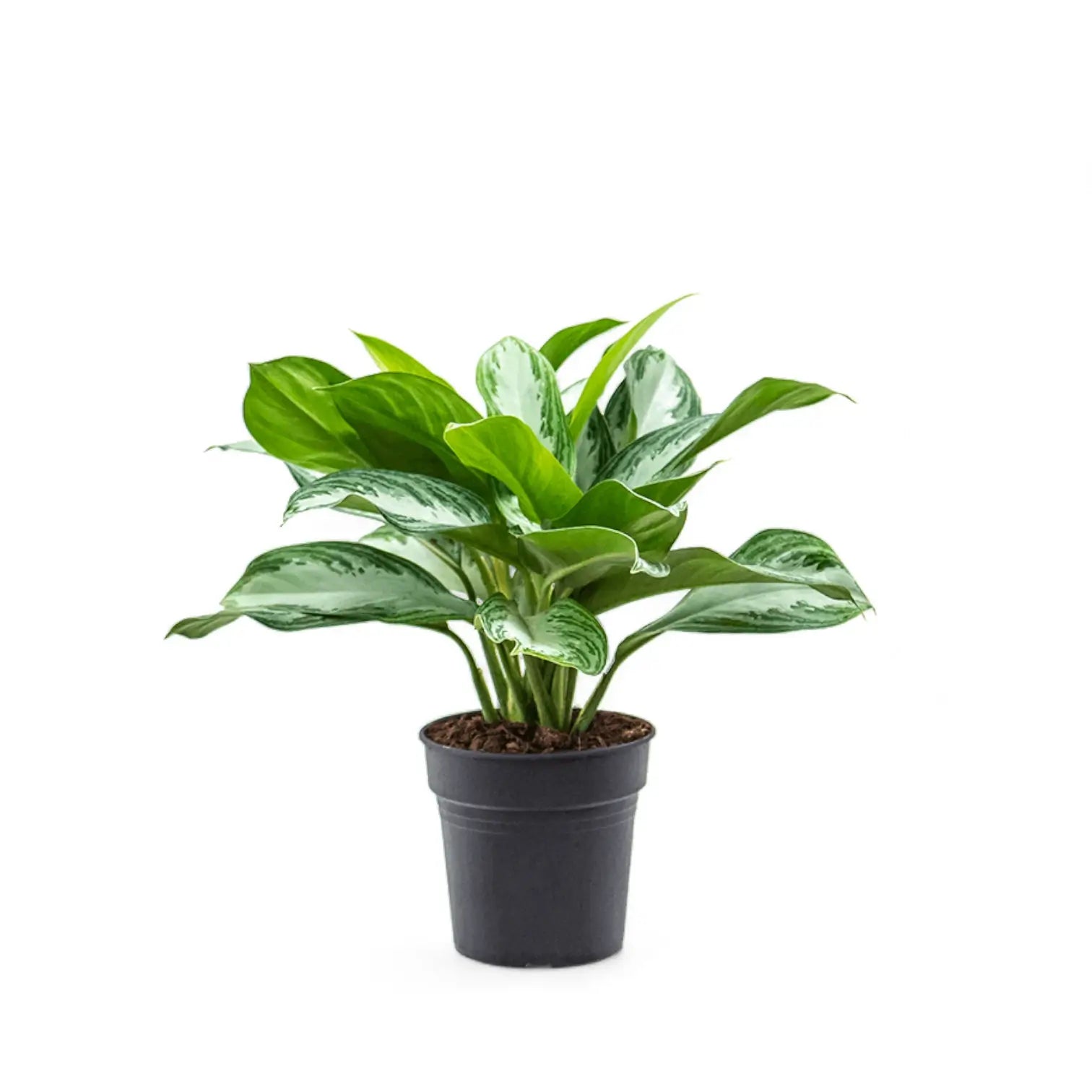 Aglaonema 'Silver Bay' potted houseplant in nursery pot on white background, product photo 4.