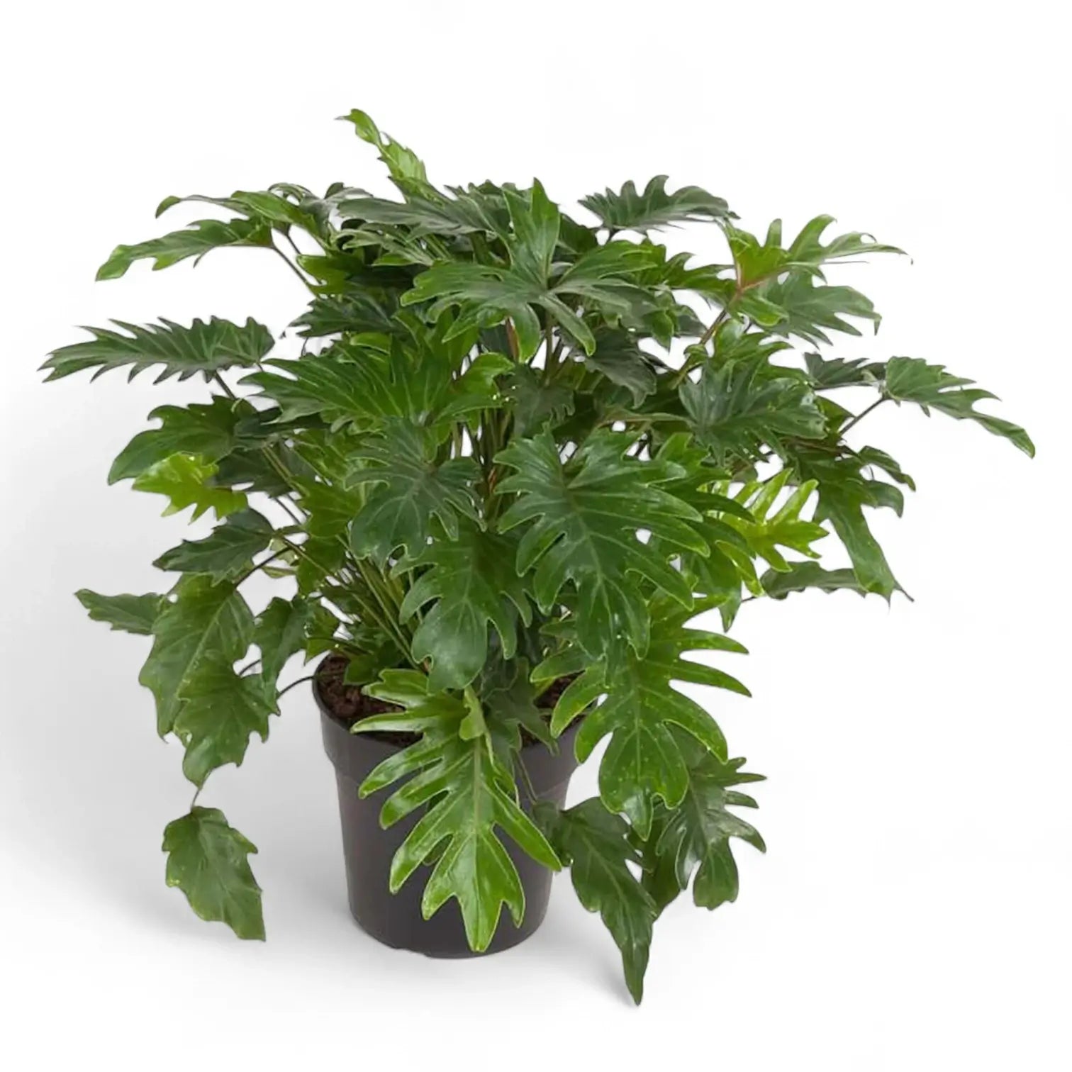 Thaumatophyllum xanadu potted houseplant in nursery pot on white background, product photo 6.
