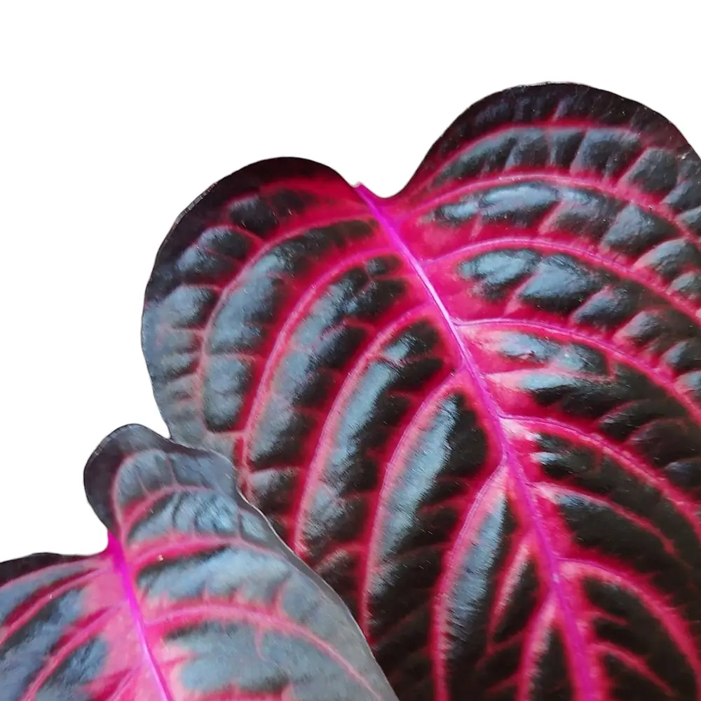 Nahaufnahme von Iresine diffusa f. herbstii 'Rich Redstar' ('Bloodleaf') vor weiĂźem Hintergrund.