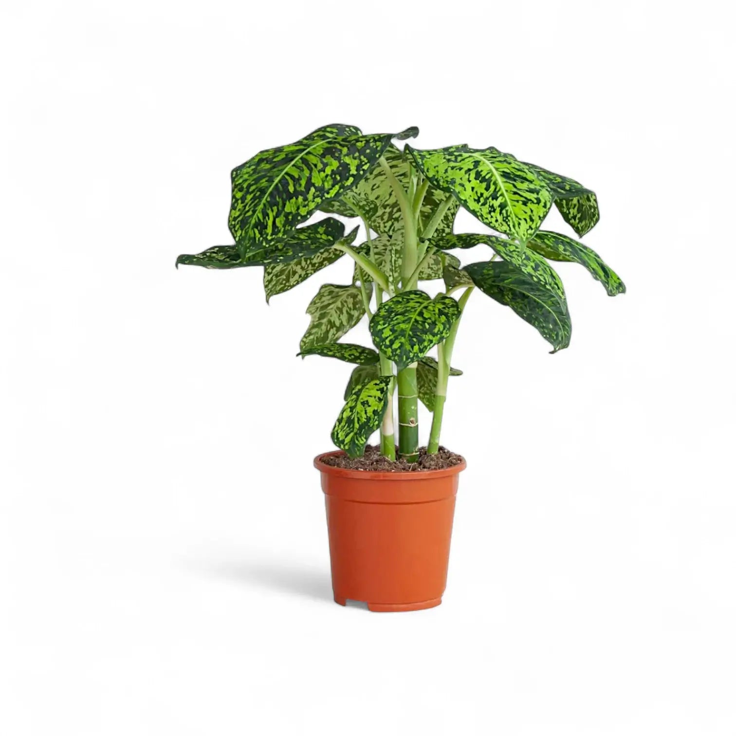 Dieffenbachia seguine 'Reflector' potted houseplant in nursery pot on white background, product photo 3.