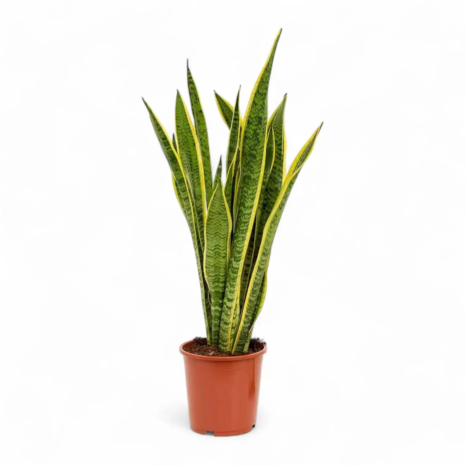 Dracaena (Sansevieria) trifasciata 'Laurentii' potted houseplant in nursery pot on white background, product photo 7.