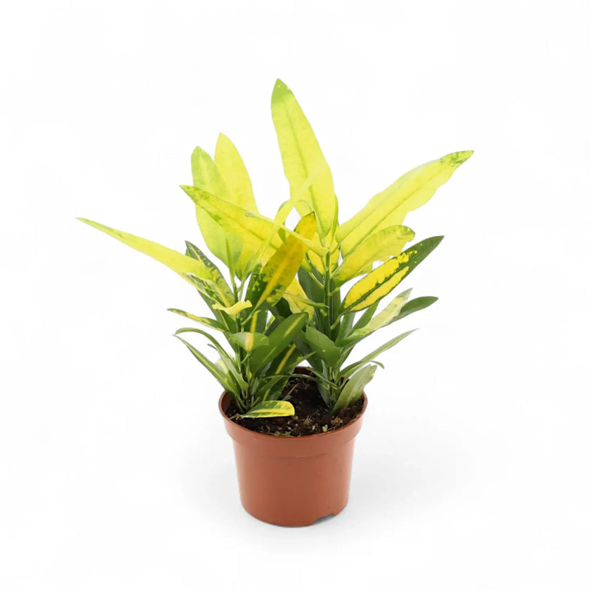 Codiaeum variegatum 'Sunny Star' potted houseplant in nursery pot on white background, product photo 2.