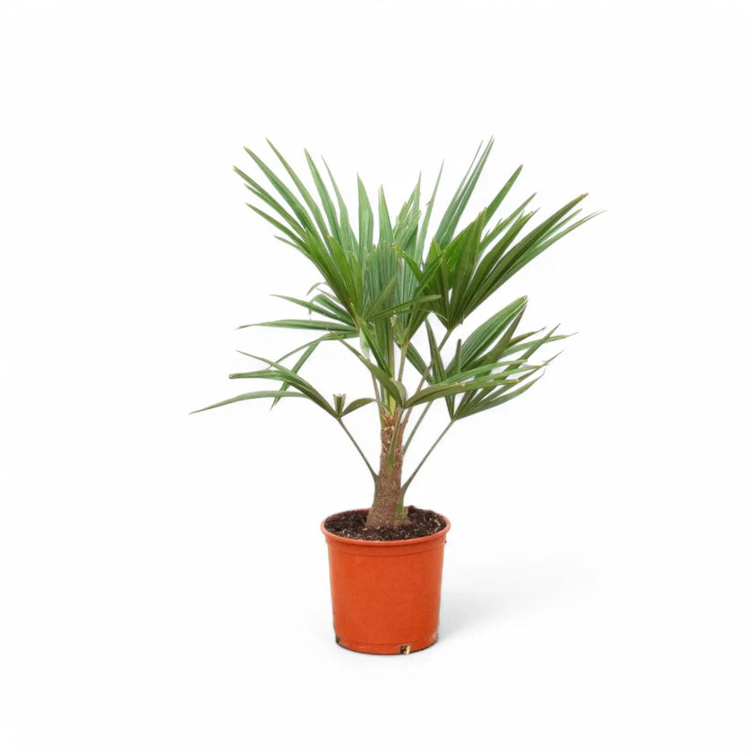 Trachycarpus fortuneii potted houseplant in nursery pot on white background, product photo 5.