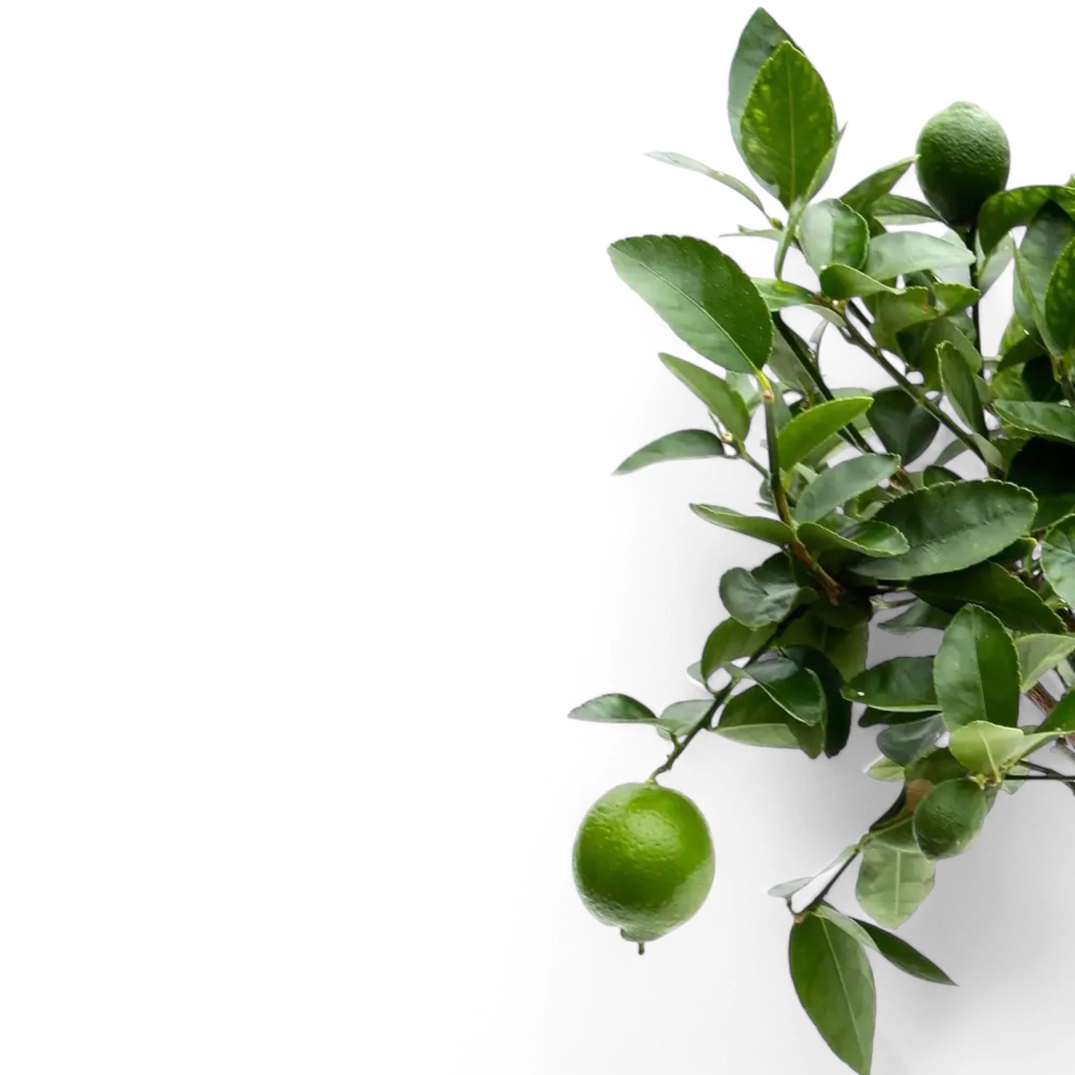 Citrus Ă— latifolia 'Lime' leaf close-up on white background.