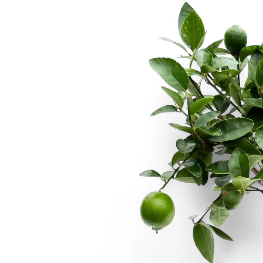 Nahaufnahme eines Blatts von Citrus × latifolia 'Lime' vor weißem Hintergrund.