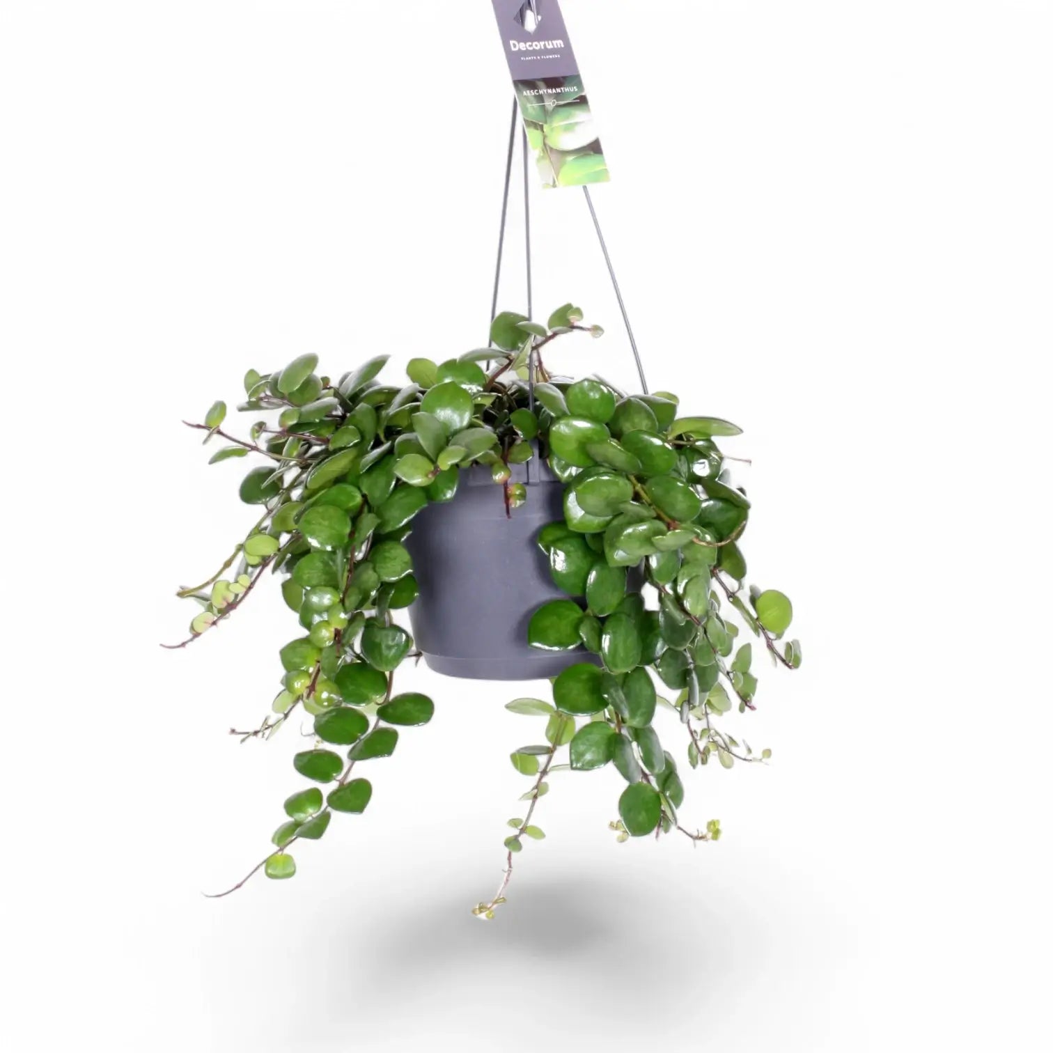 Aeschynanthus radicans âPink Polkaâ â Zimmerpflanze im Kulturtopf auf weiĂem Hintergrund, Produktfoto 3.