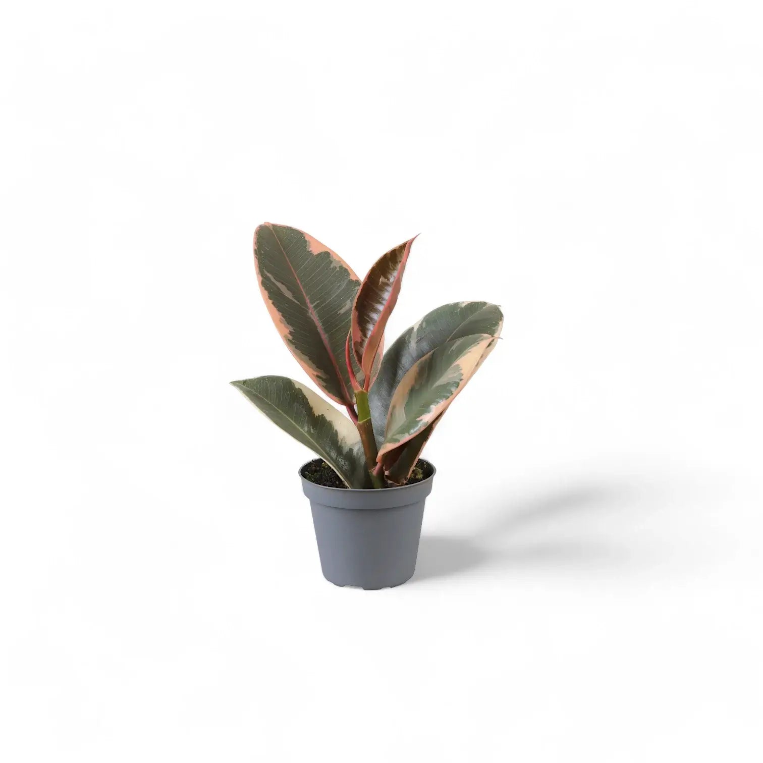 Ficus elastica 'Tineke' – Topfpflanze im Kulturtopf vor weißem Hintergrund, Produktfoto 6.