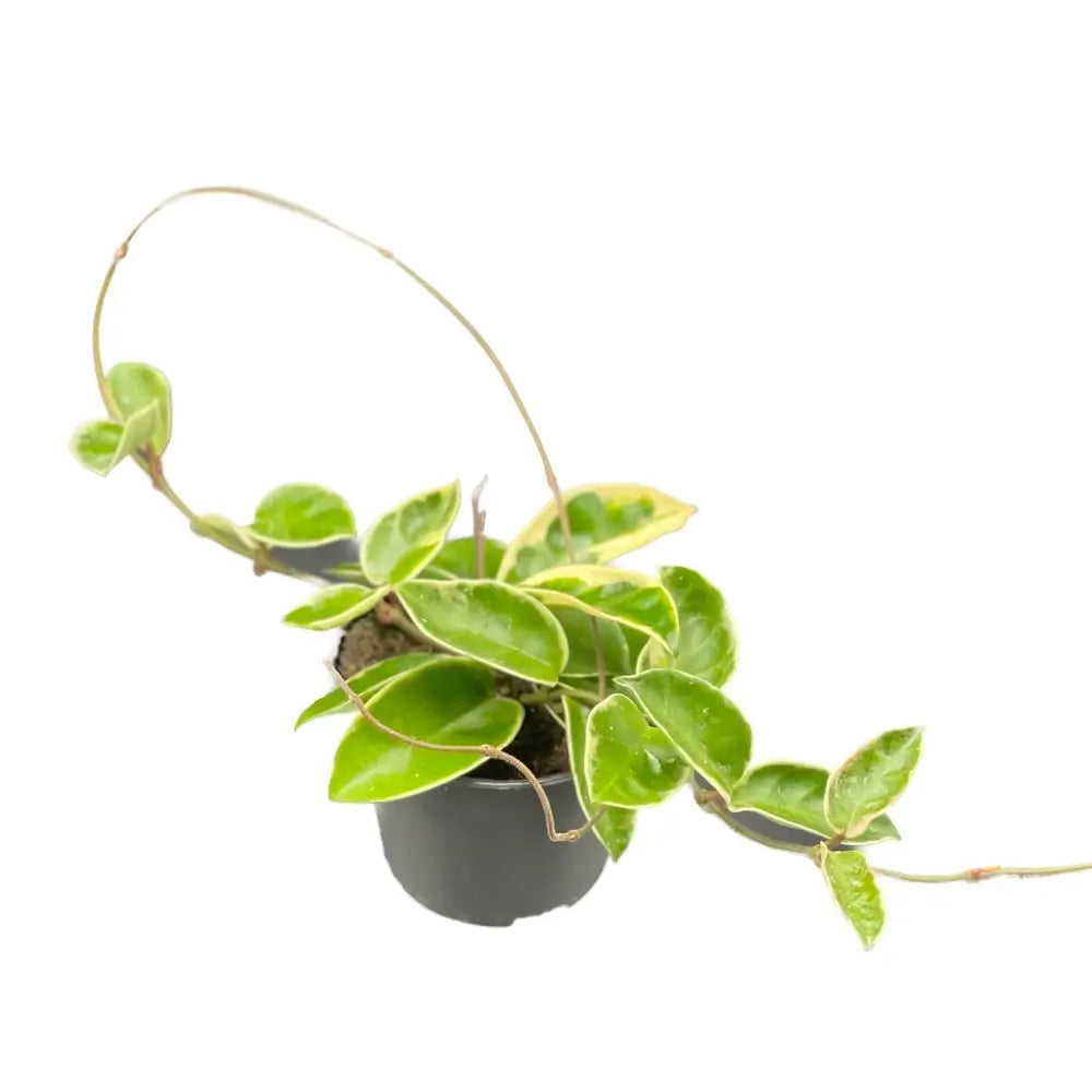 Hoya carnosa 'Krimson Queen' (albomarginata) – Topfpflanze im Kulturtopf vor weißem Hintergrund, Produktfoto 7.