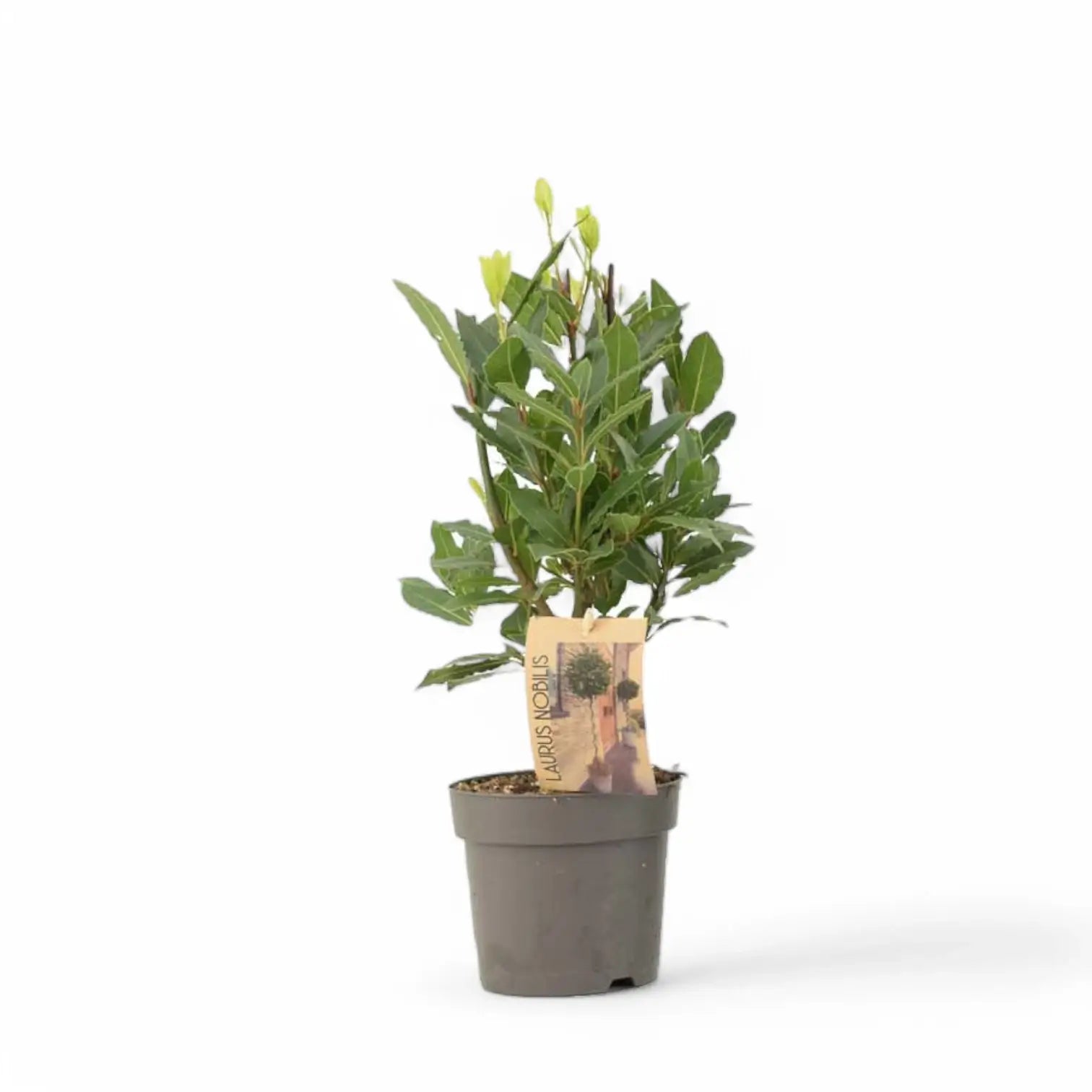 Laurus nobilis potted houseplant in nursery pot on white background, product photo 5.