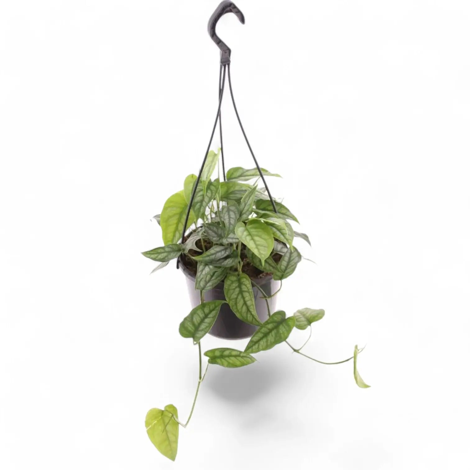 Monstera siltepecana potted houseplant in nursery pot on white background, product photo 4.