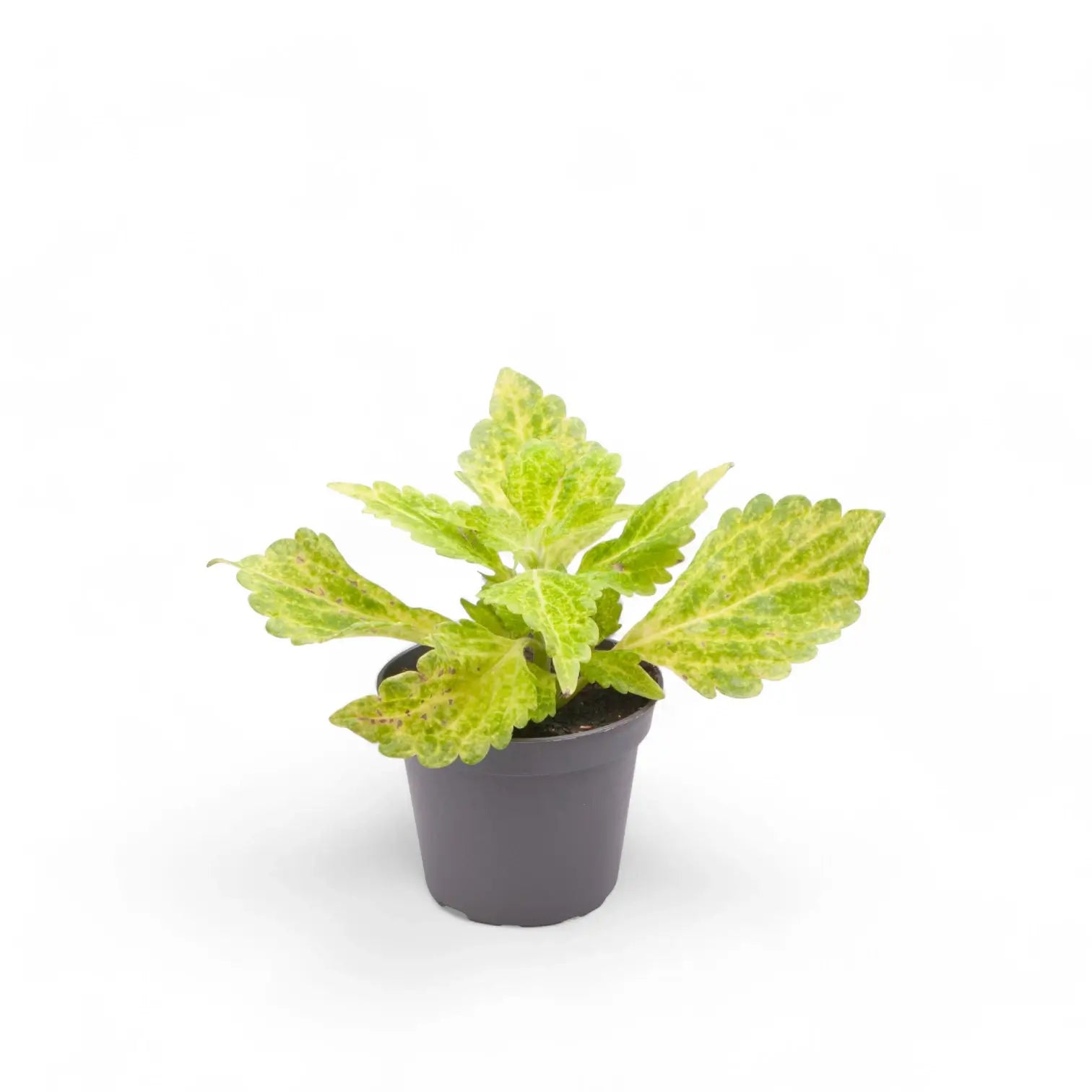 Coleus scutellarioides 'Main Street River Walk' potted houseplant in nursery pot on white background, product photo 2.