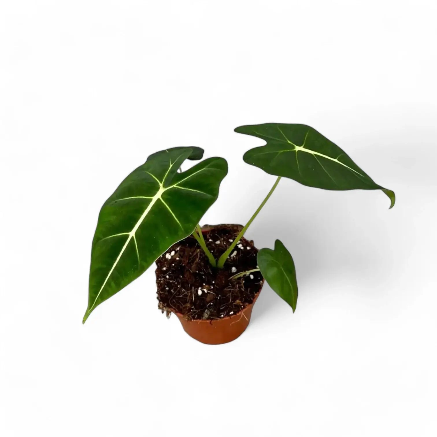 Alocasia micholitziana âGreen velvetâ (âMaxkowskii') potted houseplant in nursery pot on white background, product photo 8.