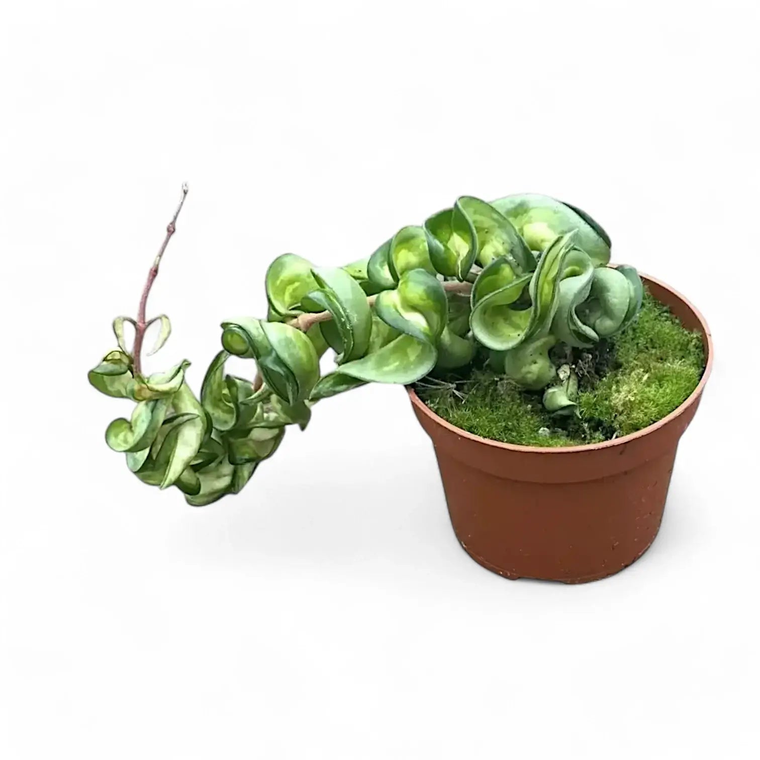 Hoya carnosa âMauna Loaâ ('Lura Lei', 'Exotica') potted houseplant in nursery pot on white background, product photo 5.