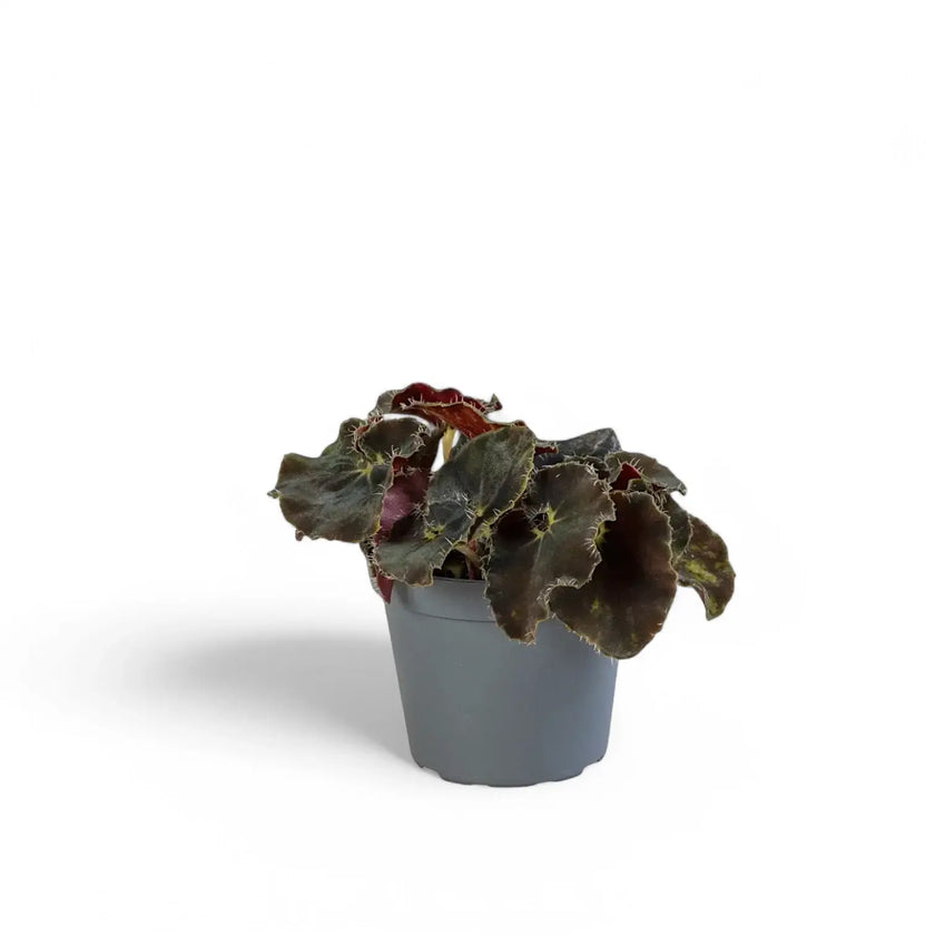 Begonia rex 'Black Mambo' ('Dark Mambo') potted houseplant in nursery pot on white background, product photo 3.